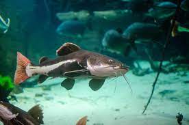 Redtail Catfish 101 Size Care Tank Mates
