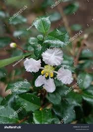 Image result for Malpighia coccigera