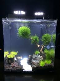 Dwarf Baby Tears Google Search Aquascape Betta Fish Tank Fish Tank