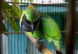 We offer an extraordinary number of hd images that will instantly freshen up your smartphone or computer. Cara Merawat Cucak Ijo Mabung Yang Benar Hewan Benares Burung