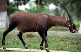 The 10 Animals In Danger Of Extinction In The World Endangered Animals Extinct Animals Endangered Species Art