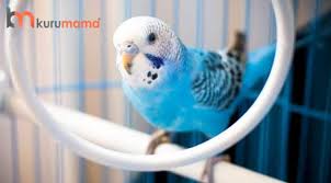 tek disi muhabbet kusu yumurtlar mi evcil hayvan blogu