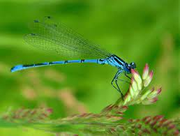 Que Comen Las Libelulas Y Donde Viven Drawing Reference World Damselfly