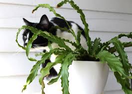 These plants do best in a cool place with high humidity and indirect light. Five Pretty Plants Safe For Cats Leaf And Paw