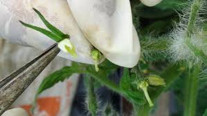 Which plant one chooses for a male and which for the female often has little consequence for what most of us are trying to achieve. Hs1248 Hs1248 Hand Pollination Of Tomato For Breeding And Seed Production