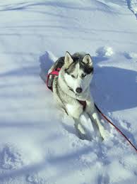  Siberian Husky Siberian Husky Mischa 5 Years Old Husky Dogs Husky With Blue Eyes Wolf Dog