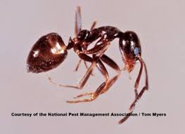 Maybe you would like to learn more about one of these? Ants Fun Facts About Ants Ant Information For Kids