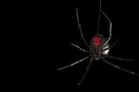The poor old widow can't afford to have a telephone. A Southern Black Widow Latrodectus Mactans Photographic Print Joel Sartore Art Com Spider Black Widow Spider Black Widow