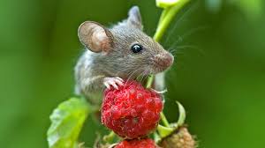 It will give you a few tips on how you can prevent rodent infestation or. Mice To Know Ya The Safe Way To Get Rid Of Mice In The Garden Alsip Home Nursery