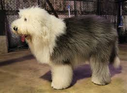Find the perfect puppy for sale in california at next day pets. Old English Sheepdog Wikipedia
