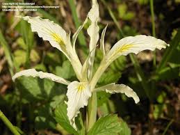 Image result for Indigofera ischnoclada