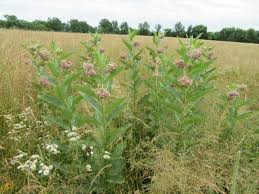 Image result for Asclepias aurea