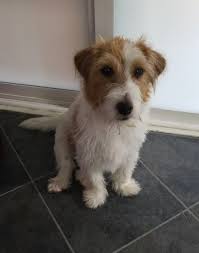 Otto My Sweet Jrt Scruffy Dogs Jack Russell Jack Russell Dogs