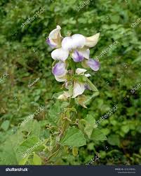 Image result for Crotalaria vasculosa