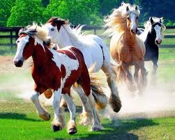 Atlar Kedinizi Ozgur Hissettirir Horses Pretty Horses Animals Beautiful