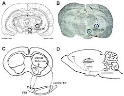 A tool by matt gaidica. Plos One Catechol O Methyltransferase Comt Protein Expression And Activity After Dopaminergic And Noradrenergic Lesions Of The Rat Brain