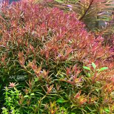 Image result for Rotala submersa