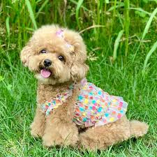 The korean jindo dog is famous in its home country, but you may not know much else. Ins New Korean Spring Summer Styles Pet Dog Bow Knot Polka Dot Short Breathable Suspender Skirt Buy Korean Dogs Short Skirts Short Skirts And Suspenders Pet Dog Skirt Product On Alibaba Com