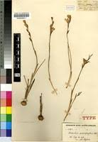 Image result for Gladiolus permeabilis