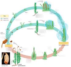 Maybe you would like to learn more about one of these? Bryophyte Moss Life Cycle Diagram Quizlet
