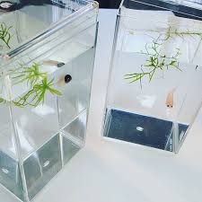 Testing Out These Betta Growout Containers Bigger Then My Jars And Very Clear Will Make A Future Video About Them Bettafish Betta Fish Betta Make A Future