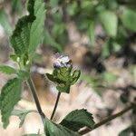 Image result for Lantana angolensis