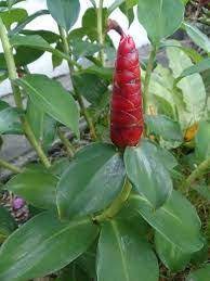 How To Prune Red Button Ginger Red Button Ginger Red