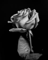 Black And White Skull And Rose Tattoos Pin By Nick Sundstrom On Floral White Rose Tattoos Black And White Flowers Skull Rose Tattoos