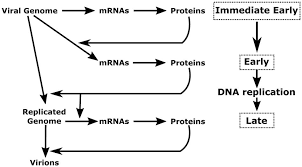 Frontiers Herpesvirus Late Gene Expression A Viral Specific Pre Initiation Complex Is Key Microbiology