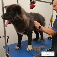 Maybe you would like to learn more about one of these? The Pet Spa London 2021