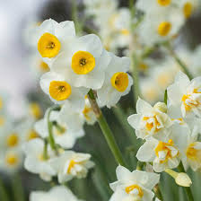 These blooms are extremely fragrant and are said to smell like candy. Top 25 Most Beautiful White Flowers