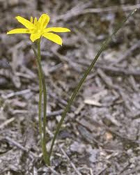 Image result for Hypoxis