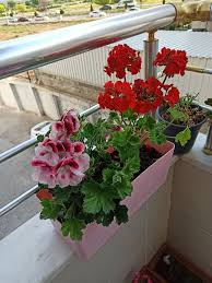 Ceylan Gozu Ve Sardunya Sardunya Cicek Home Deco