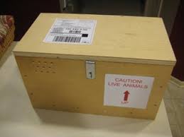 April Fools Screaming Lizard Shipping Container 10 Steps With Pictures Instructables