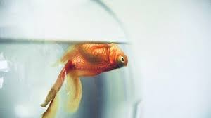 Banyak spesies ikan, termasuk ikan mas hias, sensitif terhadap bahan kimia di dalam air. Penting Untuk Pecinta Ikan Hias Ini Tanda Ikan Keracunan Di Akuarium Mediatani