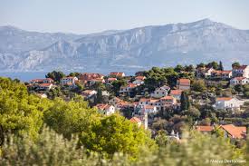Championnat De Recolte D Olives Concours Atypique Au Pays De L Or Vert Delices