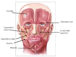 Download scientific diagram | the muscles of the face and neck. Muscles Of The Face Head And Neck Functions