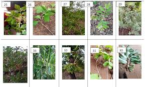 Image result for Vernonia longipedunculata