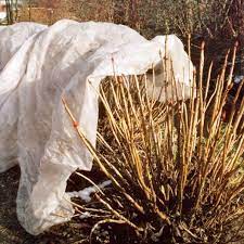 Winter Protection For Hydrangeas Hydrangea Care Planting Hydrangeas Hydrangea Garden