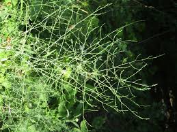 Image result for Asparagus minutiflorus