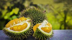 Some types actually need a certain amount of cold. Hainanese Durian Trees Bear Fruit For Second Consecutive Year Produce Report