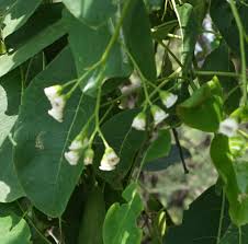 Image result for Hilsenbergia