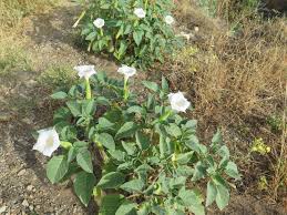 I've always wanted to have a garden of flowers that only bloom at night. Moonflower Effects