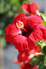 Image result for Hibiscus Red 2015 Vito