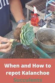 When And How To Repot Kalanchoe Succulents Succulents Succulent Potting Mix Growing Succulents