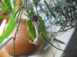 Image result for Ceropegia nilotica