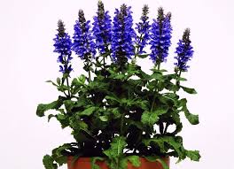 Perennial Solutions Salvia Blue Marvel Greenhouse Product News