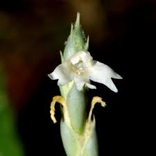 Image result for Elytraria acaulis