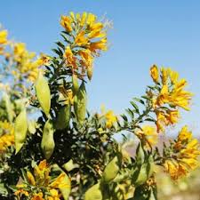 Image result for Centropodia