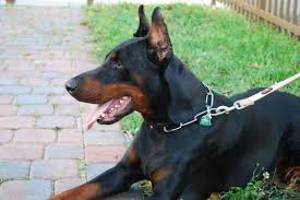 Review how much doberman pinscher puppies for sale sell for below. Cute Doberman Puppies For Sale In Nc L2sanpiero